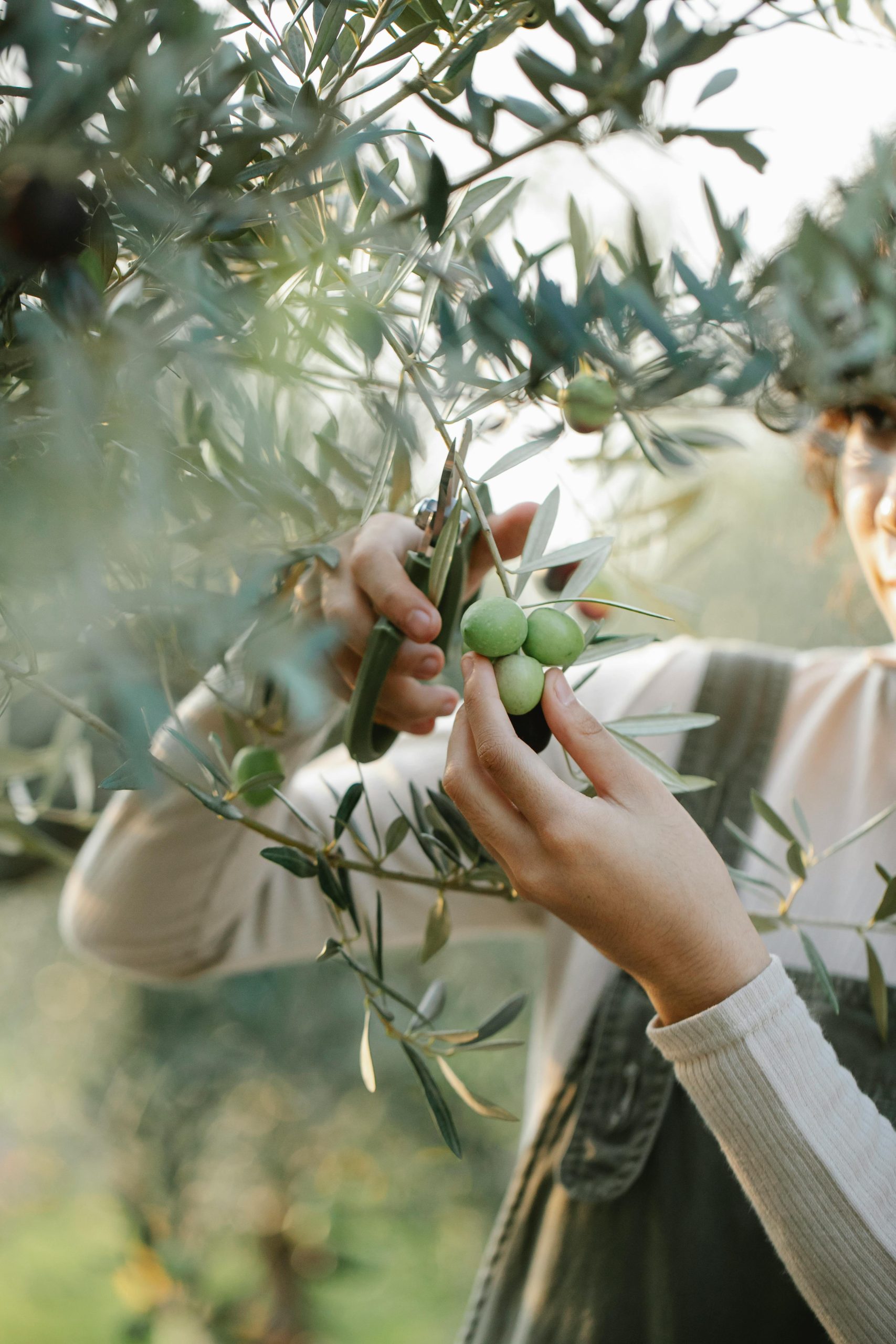 Los Productores del Hemisferio Sur obtienen los Frutos de una Cosecha Difícil