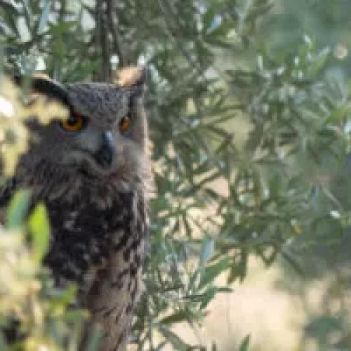 Cómo conservar pájaros y hormigas en el Olivar