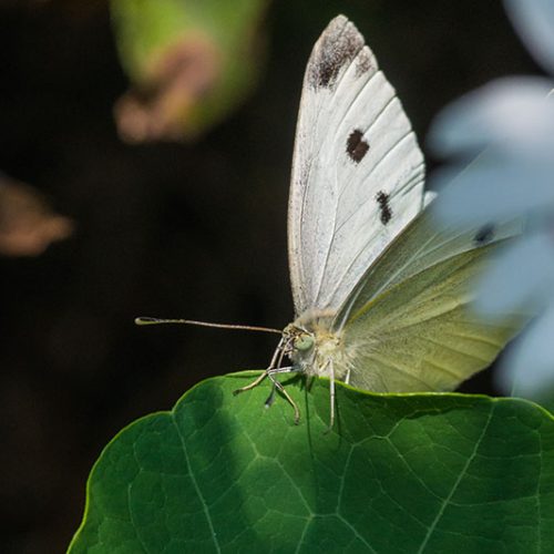 Productores de olivos de California crean hábitats de polinizadores para aumentar la biodiversidad