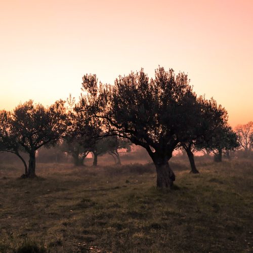 Crean una ONG que planta Jardines de Olivos «para unir a los países en favor de la Paz»