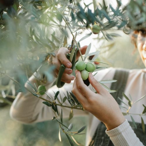 Los Productores del Hemisferio Sur obtienen los Frutos de una Cosecha Difícil