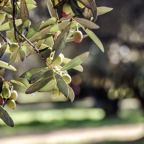 Los productores de aceite de oliva de argentina disfrutan de una cosecha fructífera.